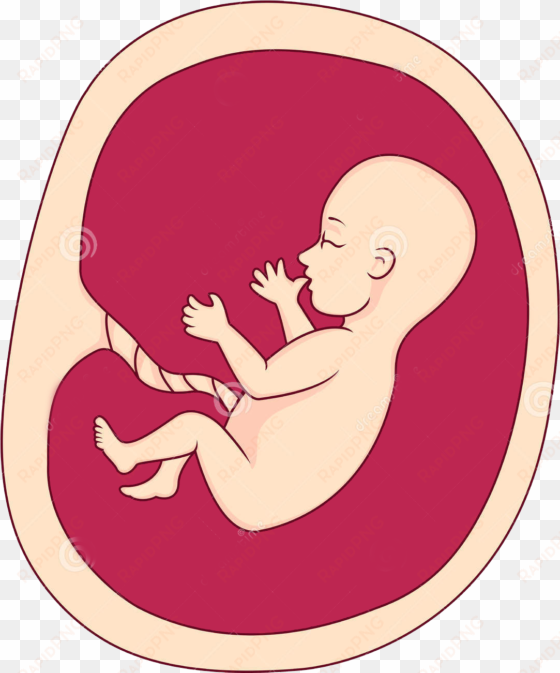 fetus uterus pregnancy clip art - un dibujo sobre el aborto