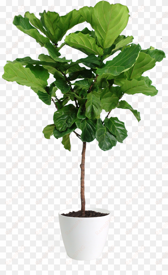 ficus lyrata large standard - ficus lyrata hd