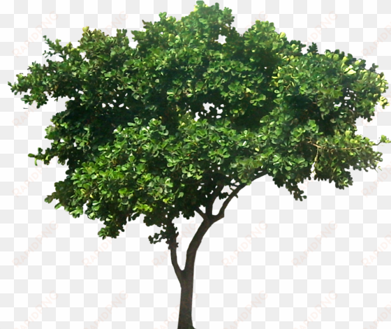 ficustri01l extended family, my family, family trees - small fig tree