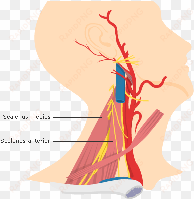 Fig 1 The Scalene Muscles - Illustration transparent png image