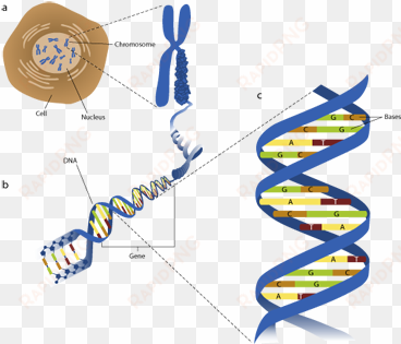 Figure 1 - Phosphate Group Dna Replication transparent png image