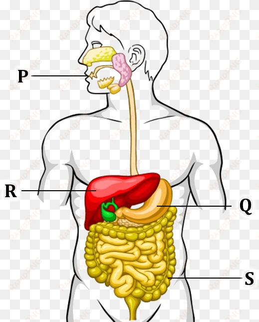 figure shows the human digestive system - class 7 human digestive system