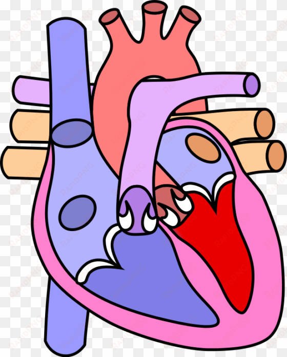 file - heart normal - svg - diagram of the heart no labels