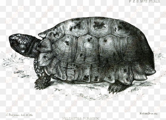 file - peltastesforsteniford - forsten's tortoise