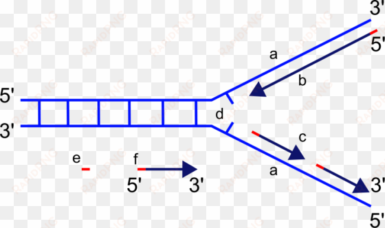 file - replication fork - svg - dna replication blank diagram