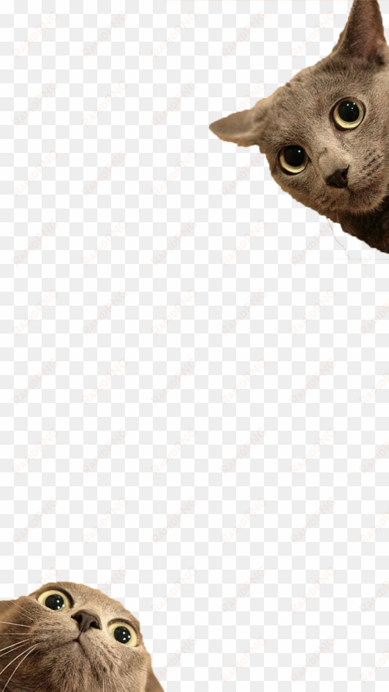 filter by smikkelbeer snapprefs - transparent cat funny