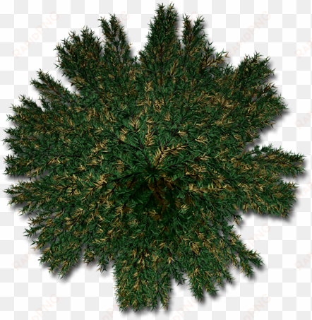 fir-b - shortleaf black spruce