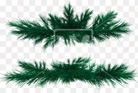 fir branches welcomia imagery - fir tree branches png