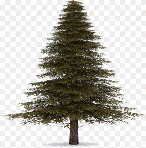 fir-tree - fir tree transparent