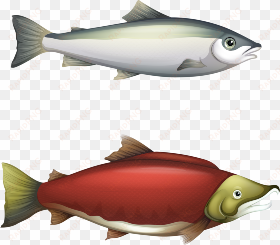 fish fishvector - life cycle of barbel fish