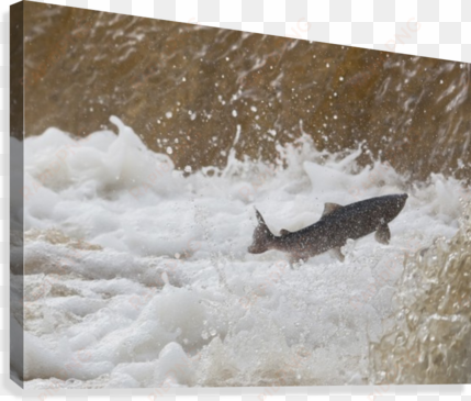 fish jumping upstream in the water canvas print - supplier generic fish jumping upstream in the water