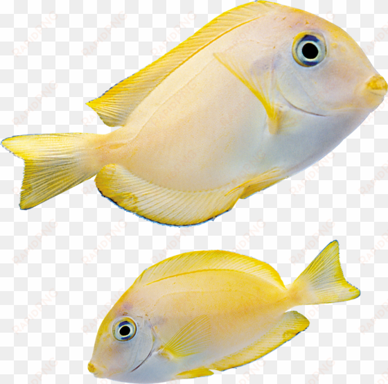 fish png - marine fish png