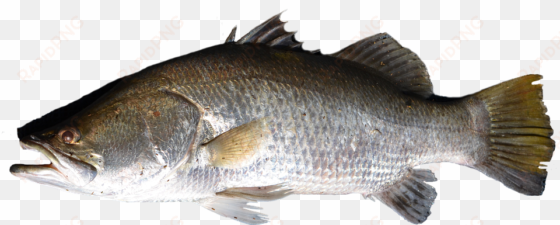 fish png - peixe png