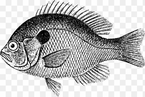 fish scale bass carp fishing - black sea bass clipart