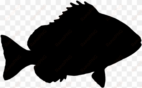 fish sheepshead the silhouette graphics ve - fish silhouette transparent background