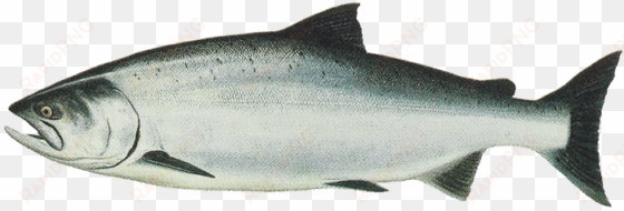 fish transparent images pluspng - salmon png