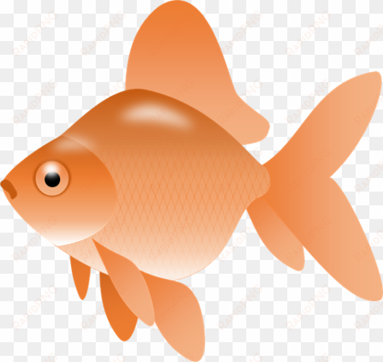 fish vector goldfish - fish clip art png transparent