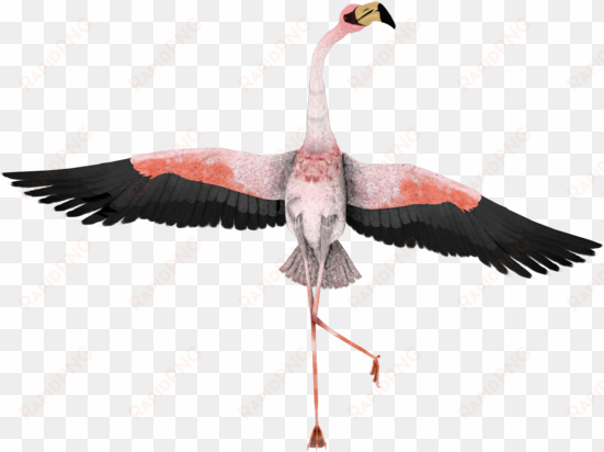 flamingo clipart - flamingo funny
