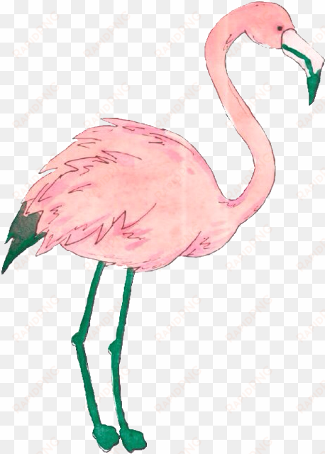 flamingo png tumblr - flamingo sticker tumblr png