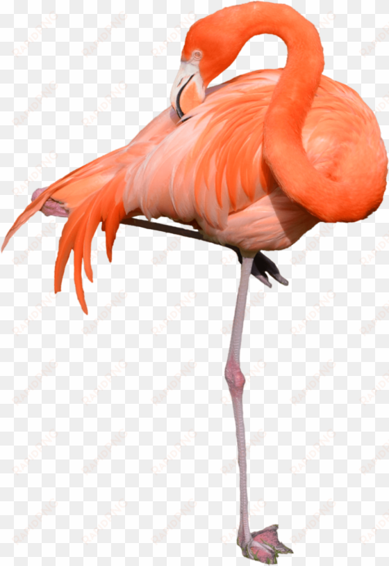 flamingo standing - stock photos of flamingo