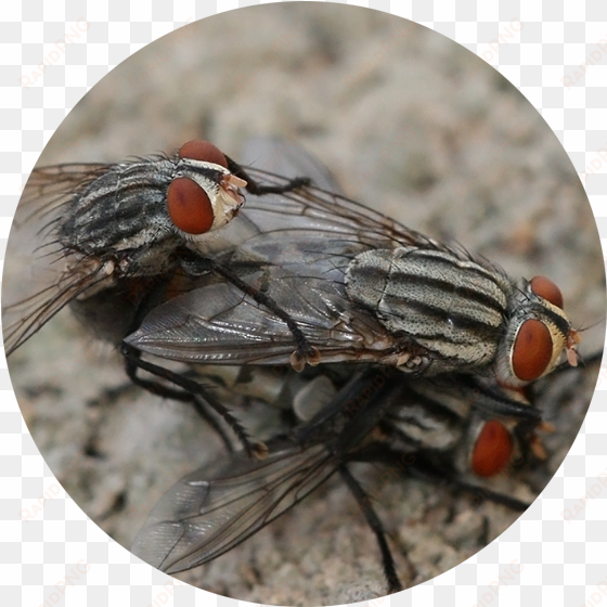 flies are adapted for aerial movement and typically - flies mating