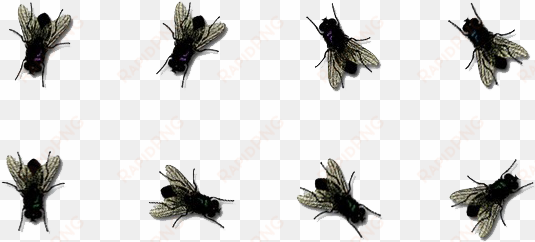 flies png photos - flies icon png