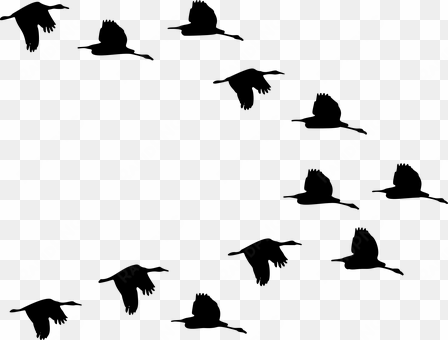 flock, ducks, birds, animals, flying - ducks flying silhouette