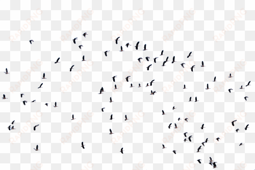 flock of birds png download - bird photoshop source