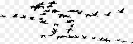flock of birds silhouette png - birds migration