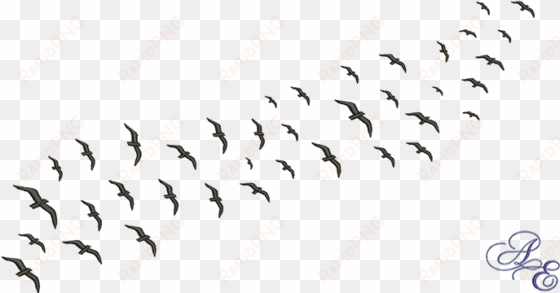 flock of birds silhouette png clip art black and white - flock of birds png