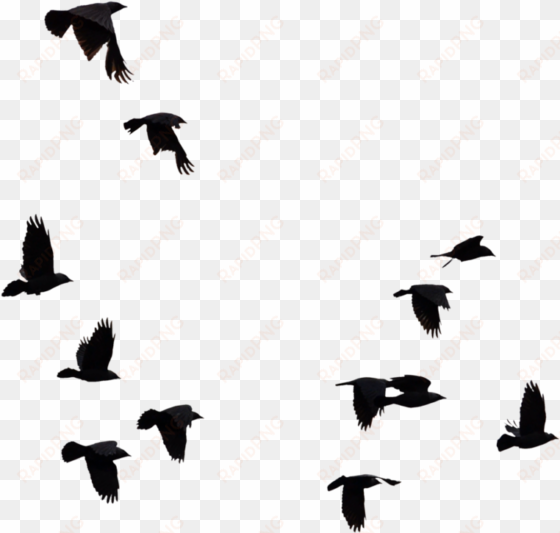 flock of birds silhouette png - flock