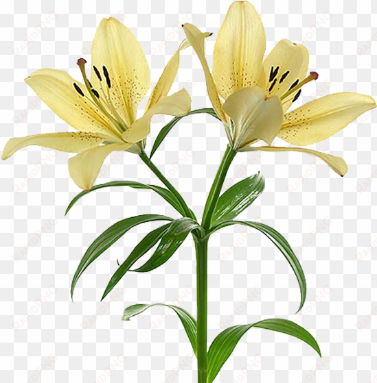 flor mes de nacimiento lirio - lirio flor png