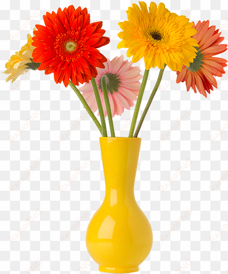 flor - show gerbera flower vase