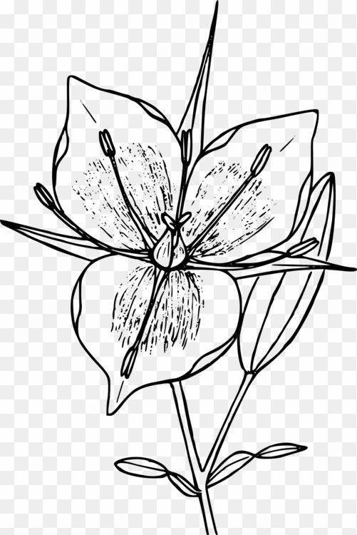 floral design drawing flower line art computer icons - mariposa black and white drawing