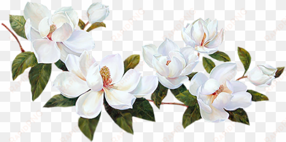 flores blancas png - bordes de flores blancas