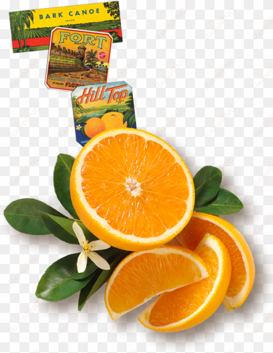 Florida's Natural Orange Juice The Best Orange Juice - Recipe transparent png image