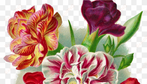 flower carnation vintage png