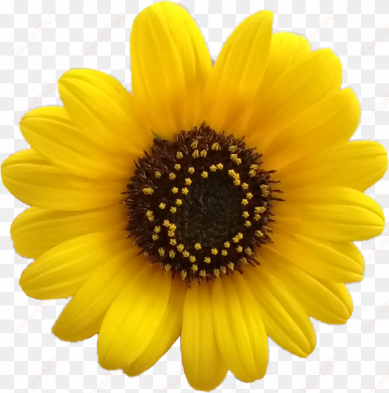 flower flores girasol girasoles - yellow flower aesthetic png