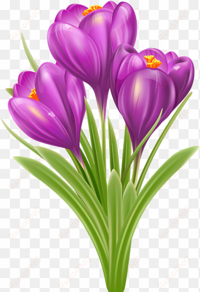 flower images, flower art, botanical illustration, - Крокус png