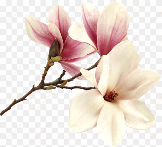 Flower Magnolia Magnolie Magnolias Tree Pink Summer - Tableau - Romantic Pink - Bimago - Bimago transparent png image