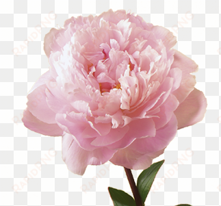 flower meaning symbolism teleflora - peony flower