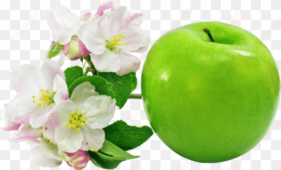 flower of apple fruit