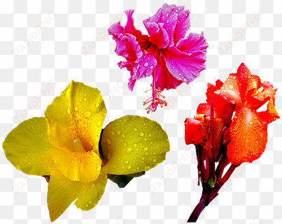flower, orange, red, lily, rain, drops - png flower drops