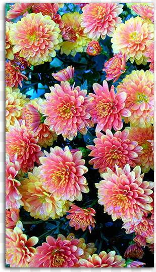 flower patch mobile wallpaper big - hd floral wallpaper phone