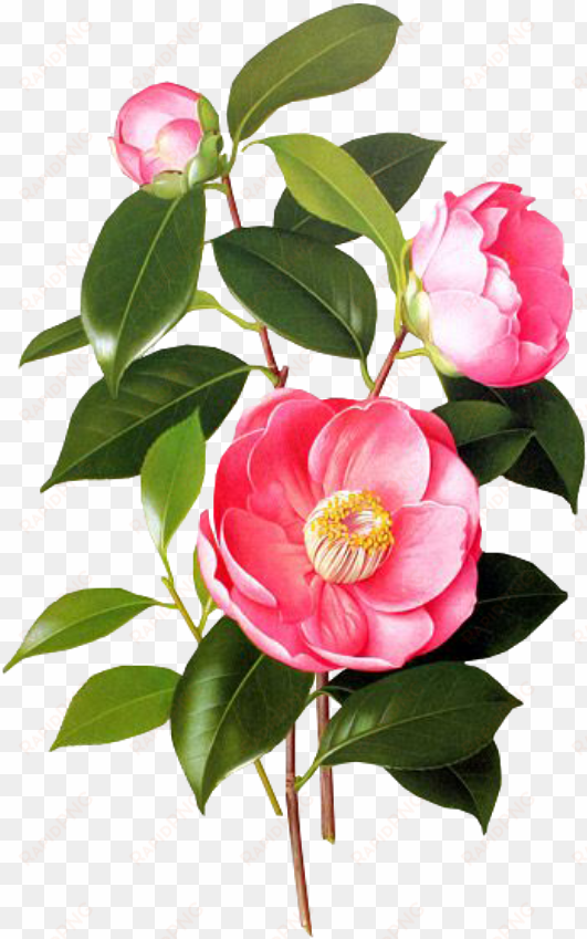 flower pink spring png overlay free kpopedit edits - blossom jeju 2 step petal mask