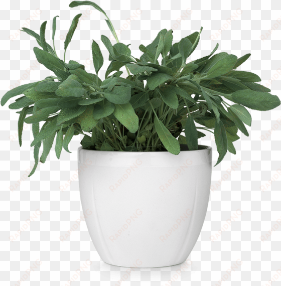 flower pot png - flower on pot png