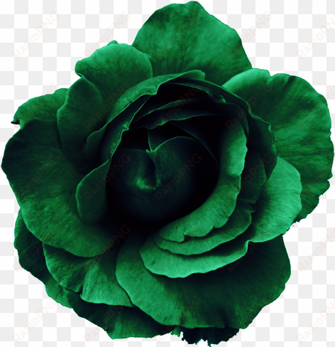 flower rose green - png flower