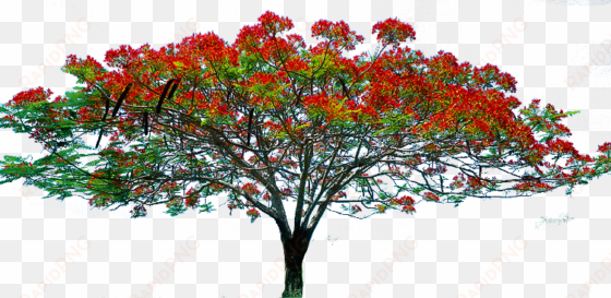 flower tree image hd