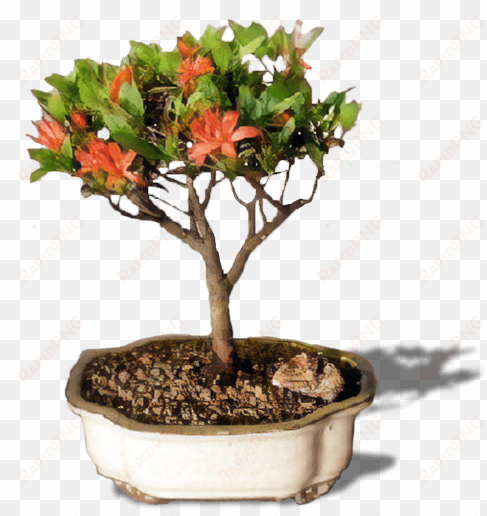 flowering chojuho azalea bonsai tree(chojuho satsuki