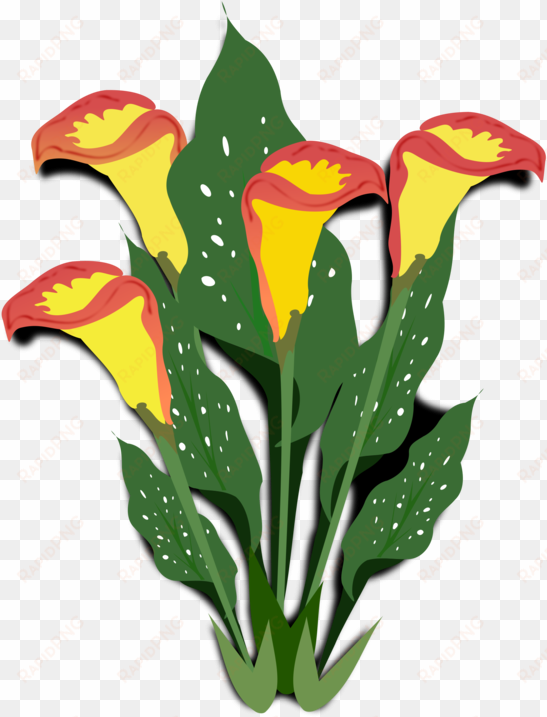flowering plant arum-lily ornamental plant watercolor - copos de leite flores